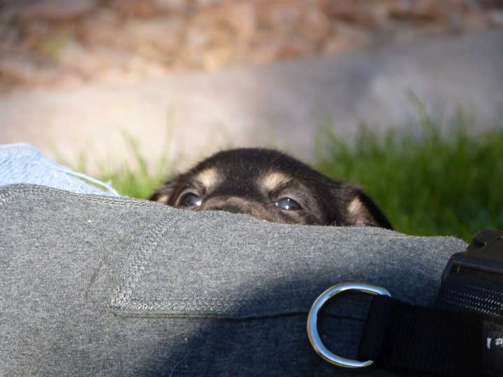 chinook dog